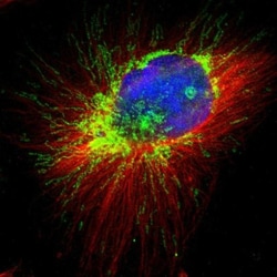 AFG3L2 Antibody, Novus Biologicals:Antibodies:Primary Antibodies